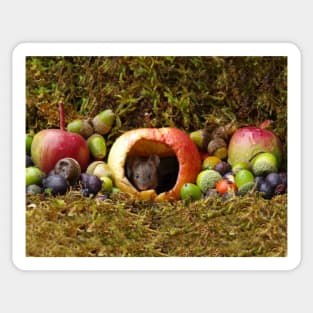 wild house mouse  in a apple Sticker